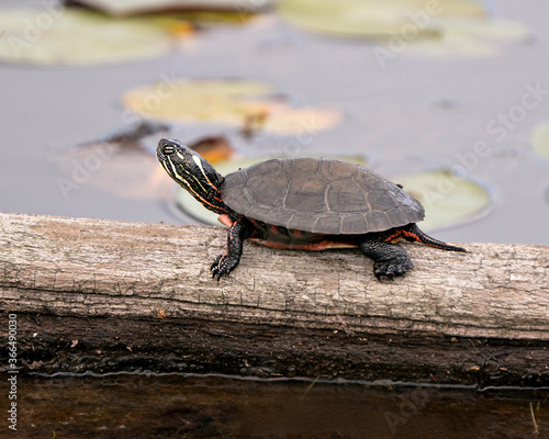 Painted turtle stock photos. Painted turtle close-up profile view on on log with water lily pad background, displaying turtle shell, legs, head, paws, tail in its habitat. Picture. Portrait. Image.