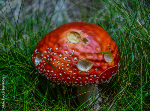 Amanita Parcivolvata, red poisonous mushroom photo