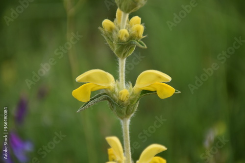 Yellow flowers of Hare's Ear (Phlomis lychnitis) in meadow. photo