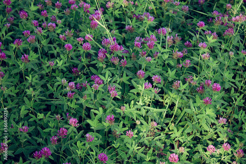 pink clover in the forest background