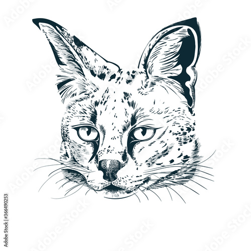Fototapeta Naklejka Na Ścianę i Meble -  Realistic hand-drawn sketch of serval. Serval wild cat portrait. Vector illustration 