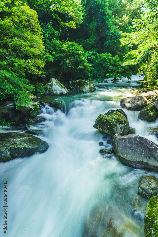 Obraz premium 梅雨時期の増水した自然に囲まれた渓流