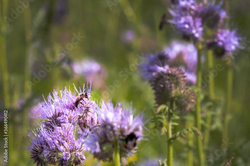 Bee harvesting pollen from blooming flower