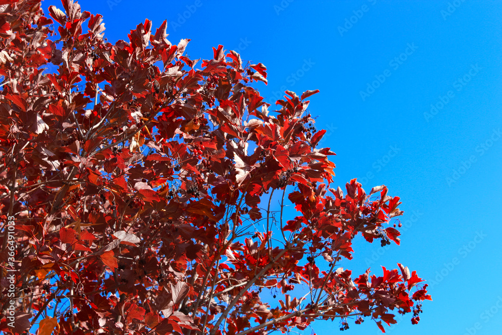 autumn leaves on blue sky autumn leaves on blue sky