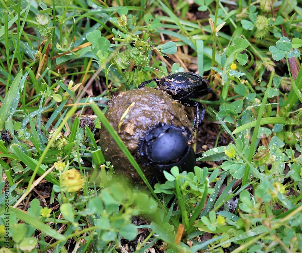 dung beetles dung beetles