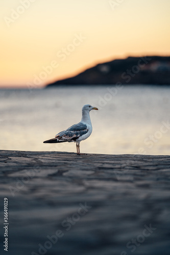seagull in Collioure