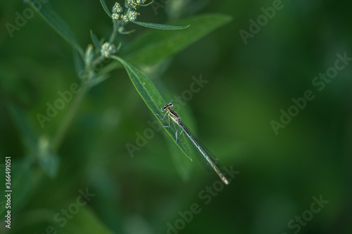dragonfly on a green leaf