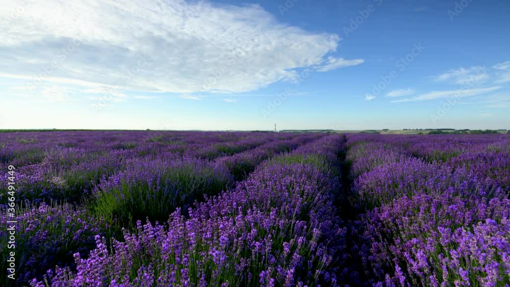 lavender field and blue sky lavender field and blue sky