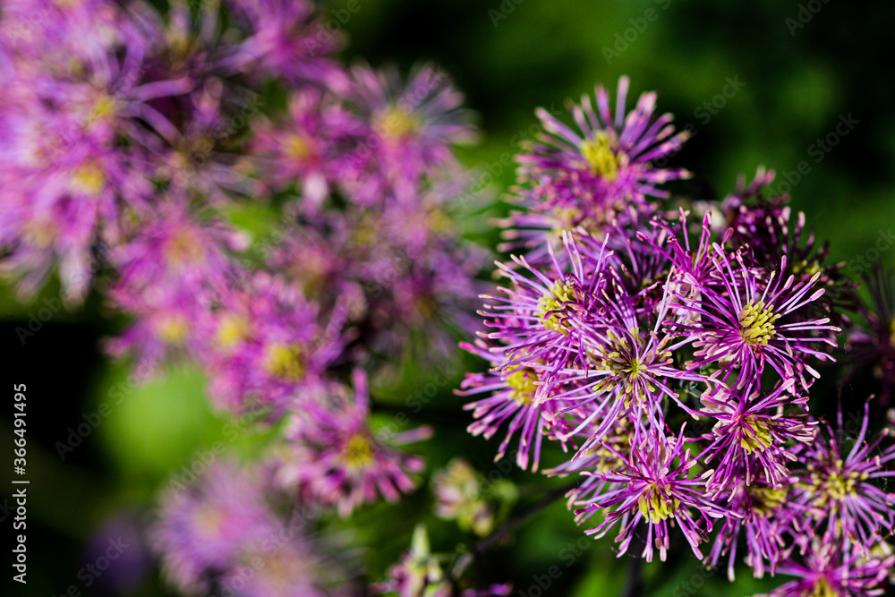 Highly detailed macro closeup inflorescence of Thalictrum aquilegiifolium also known as Siberian columbine meadow-rue. Highly detailed macro closeup inflorescence of Thalictrum aquilegiifolium also known as Siberian columbine meadow-rue.