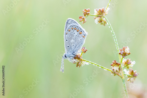 butterfly on the grass