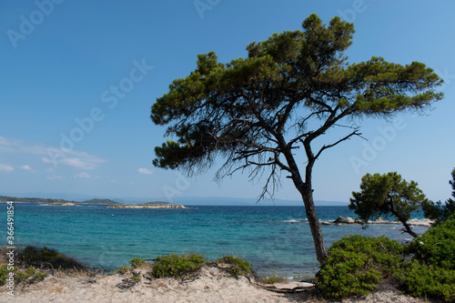 Tropical beach landscape with white sand, tree. Wallpaper, copy space © Kristiana