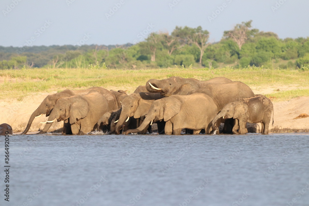 Obraz premium African Elephants playing by the Chobe River in Botswana
