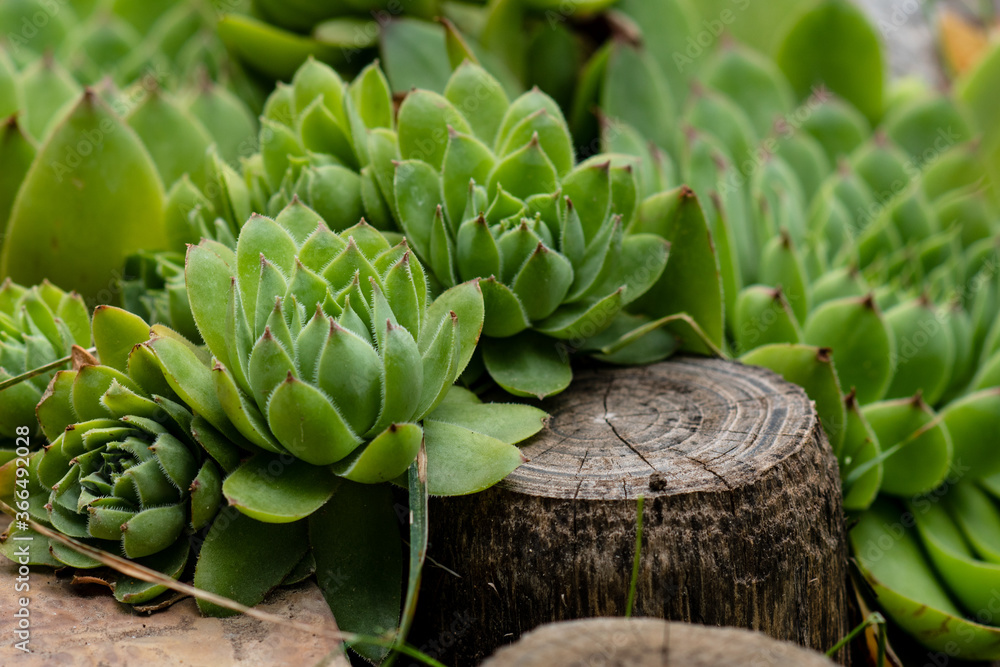 Fototapeta premium closeup of succulents plants natural background. selective focus. Fresh green succulents in the nature.