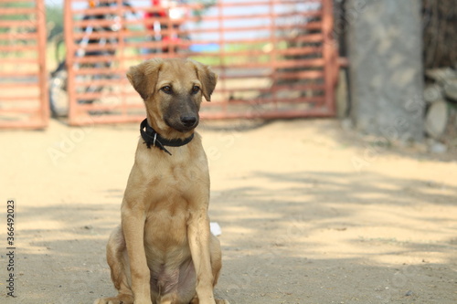 Street dog photography