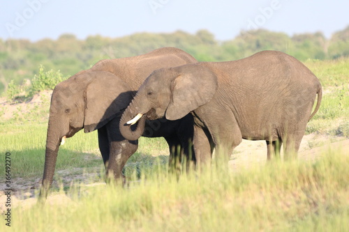 African Elephants playing by the Chobe River in Botswana © ChrisOvergaard
