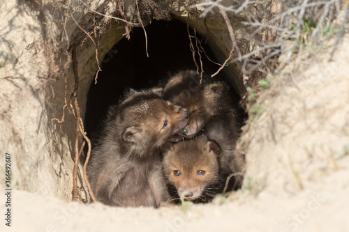 Fox cubes looking out their hide.