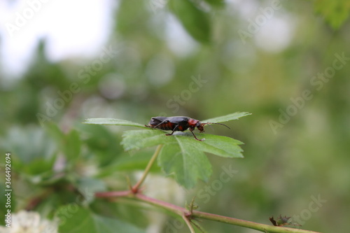  Black beetle sitting on a green leaf © Yuliya