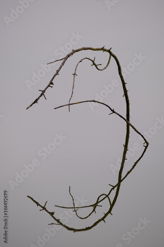 Zweige spiegeln sich auf glatter Wasseroberfläche