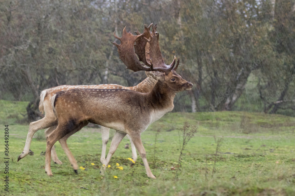 Two deer walking in the rain in a forest in The Netherlands Two deer walking in the rain in a forest in The Netherlands