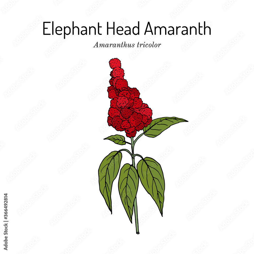 Elephant-head amaranth Amaranthus gangeticus, or tricolor , medicinal