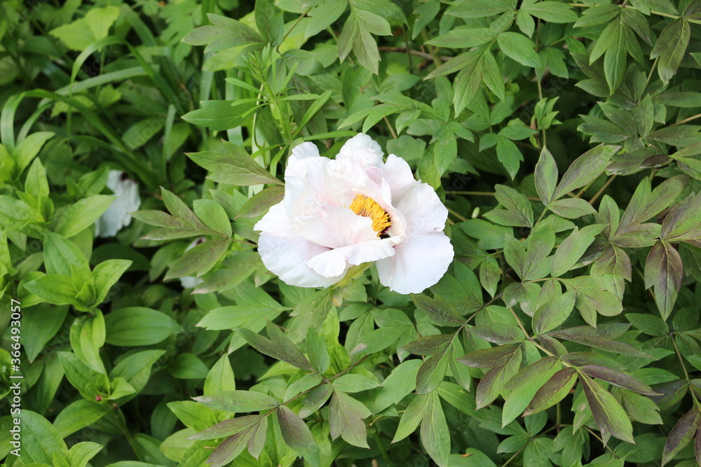 White flowers bloom on a peony bush in spring White flowers bloom on a peony bush in spring