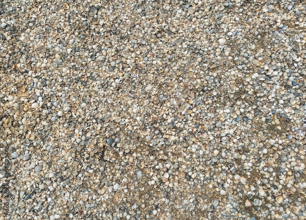 The texture of small and large, multi-colored sea shells with gray sand. Photograph, top view. The texture of small and large, multi-colored sea shells with gray sand. Photograph, top view.