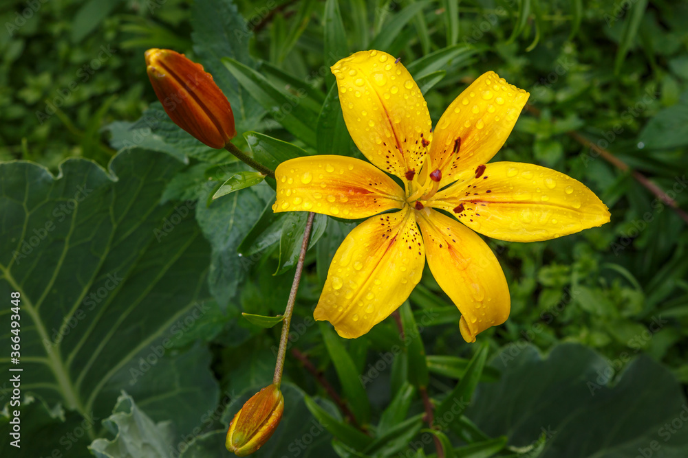 Fototapeta premium Flower in the garden. Lilium, yellow blossoming flower with water drops on petals.