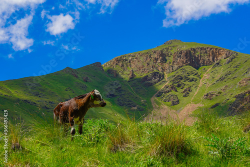 Calf on a Green Meadow at North Caucasus  Elbrus Region