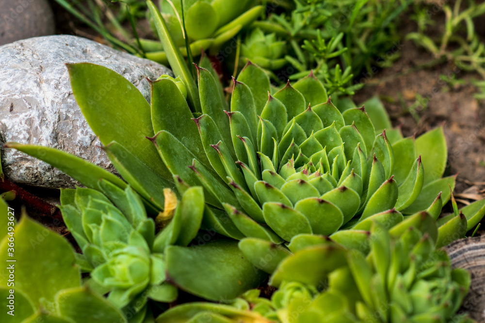 closeup of succulents plants natural background. selective focus. Fresh green succulents in the nature. closeup of succulents plants natural background. selective focus. Fresh green succulents in the nature.