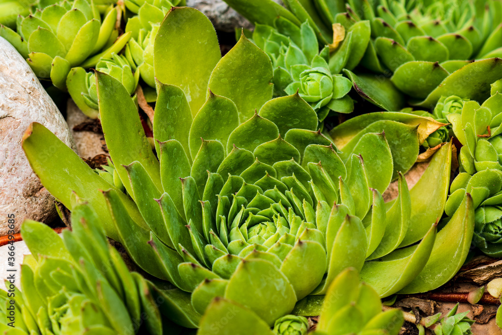 Obraz premium closeup of succulents plants natural background. selective focus. Fresh green succulents in the nature.