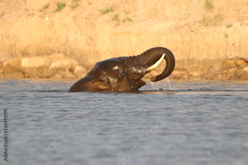 African Elephants playing by the Chobe River in Botswana