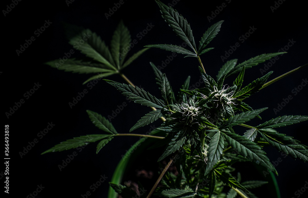 cannabis hemp bush in a greenhouse cannabis hemp bush in a greenhouse