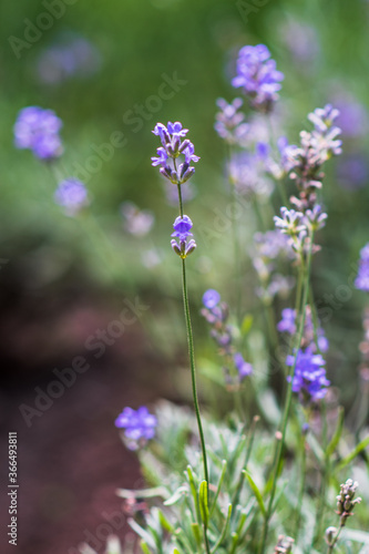 Lavender flowers in a soft focus, pastel colors and blur background.  © Anna