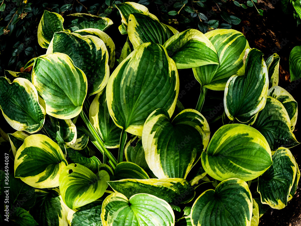 Naklejka premium HOSTA EXTRAVAGANZA 