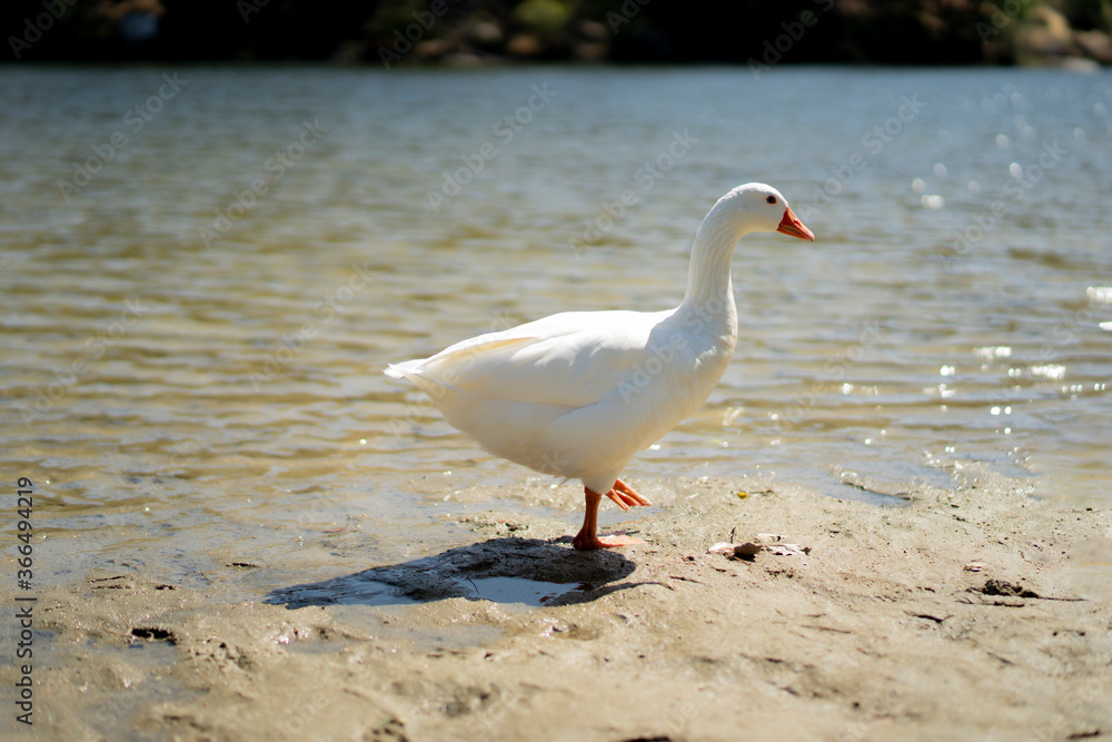 Obraz premium white duck released along the river