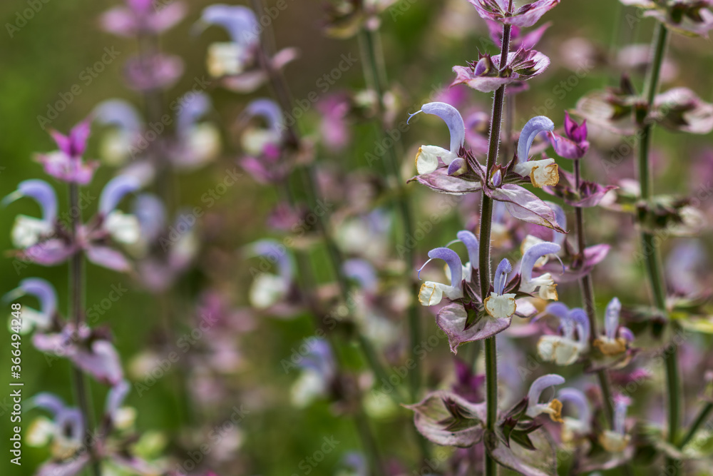 Close up of Salvia officinalis flowers on a field, soft focus Close up of Salvia officinalis flowers on a field, soft focus