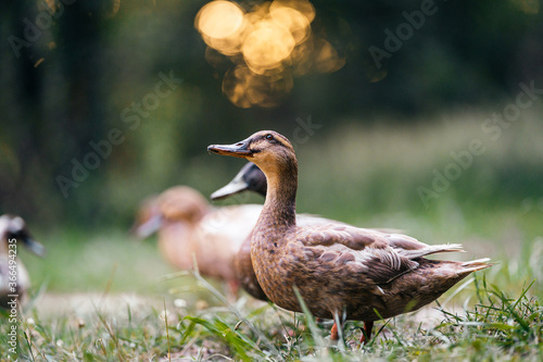 duck in the grass