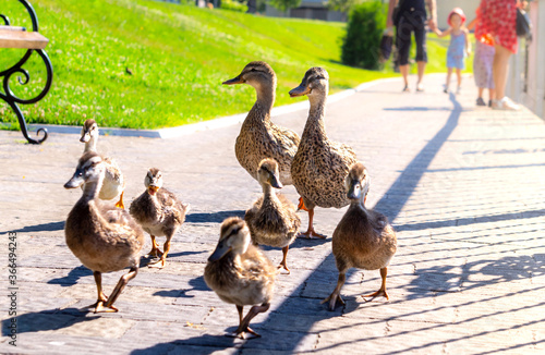 Duck family for a walk in the summer city park © konoplizkaya
