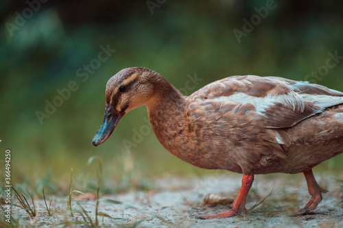 Duck in grass