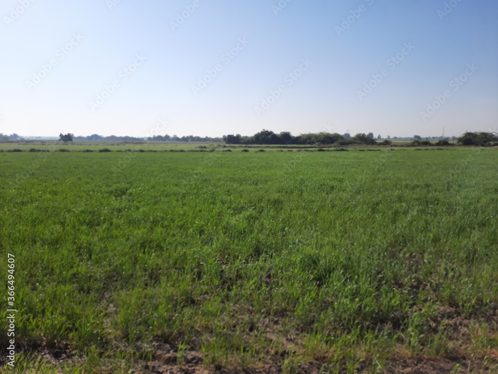Fototapeta premium Agricultural farmlands with crop farming