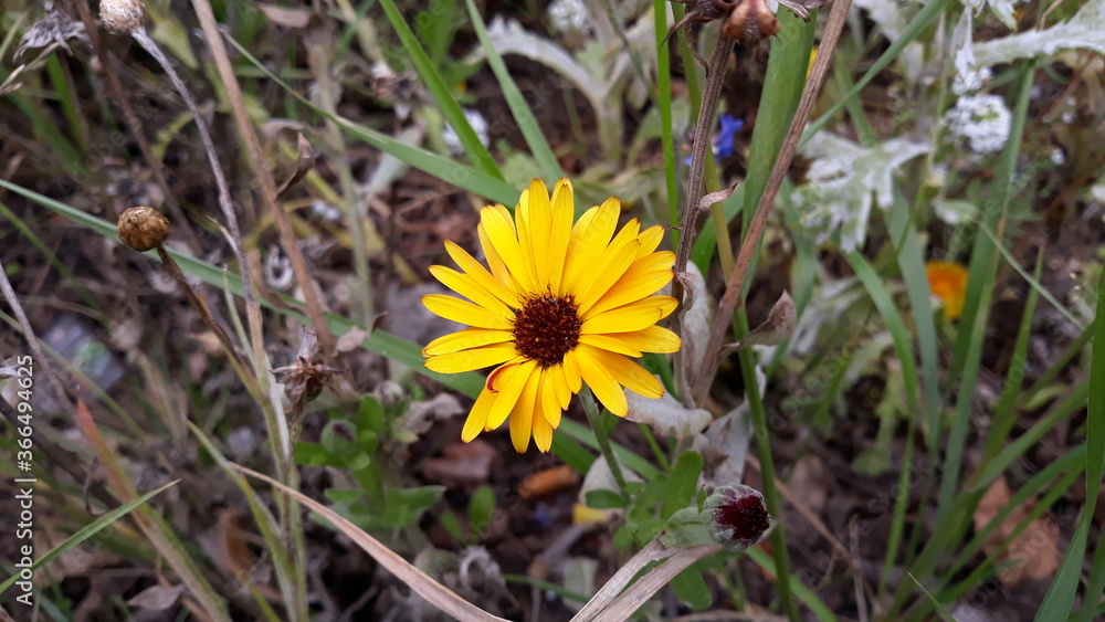 Eine schöne gelbe Blume im Gras einer Wiese Eine schöne gelbe Blume im Gras einer Wiese