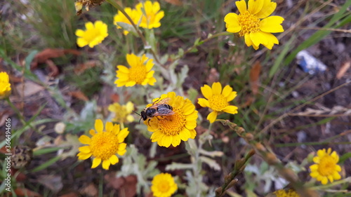 Eine Biene auf einer gelben Feldblume © GOL-Olivera