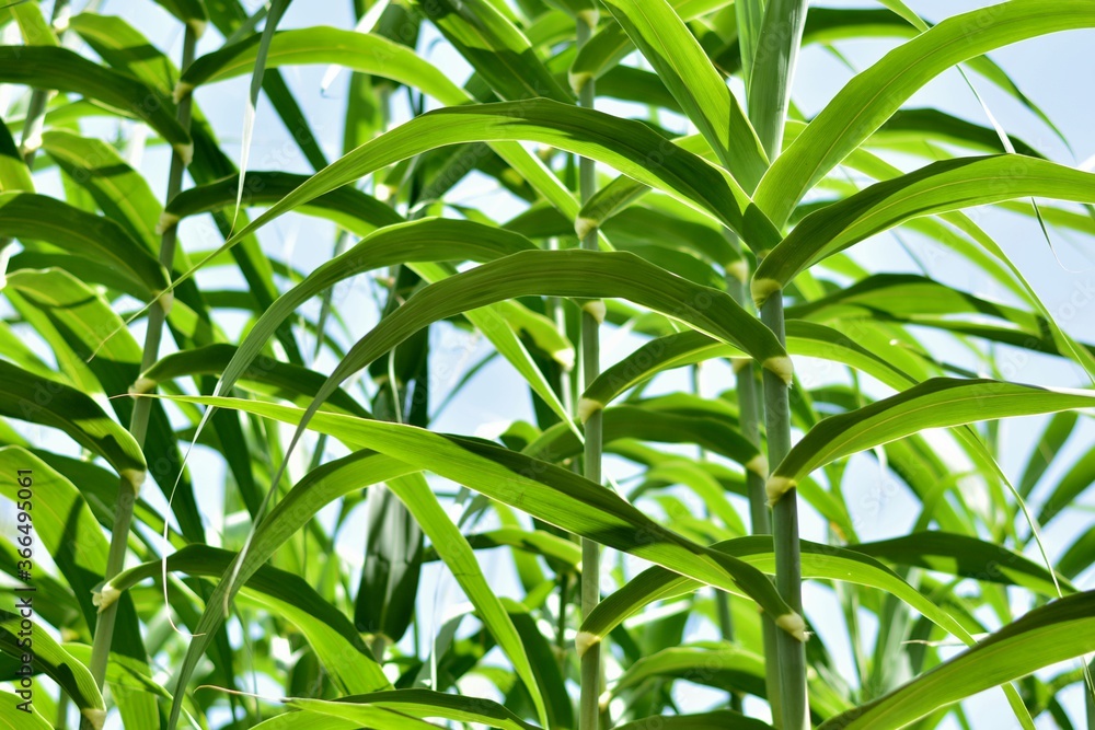 Hojas de caña común, Arundo donax Hojas de caña común, Arundo donax