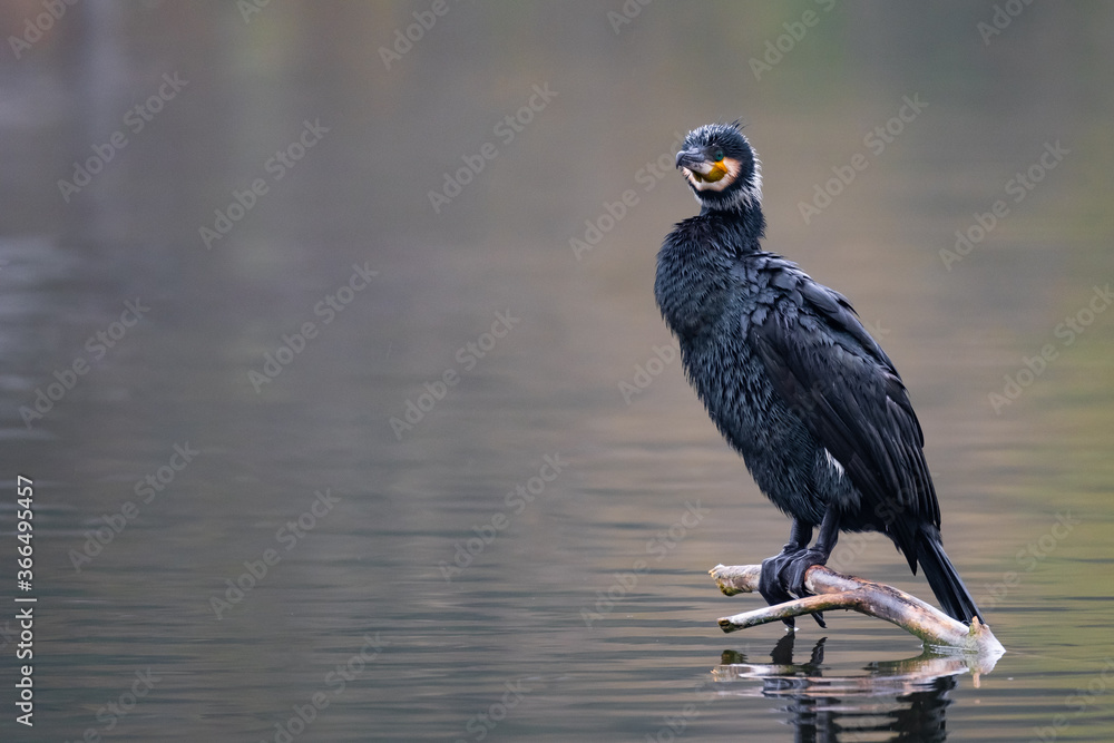Fototapeta premium Ein Kormoran macht Pause auf einem Ast im Wasser