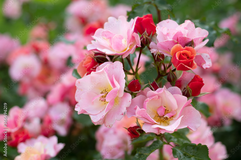 Fototapeta premium pink roses in close up