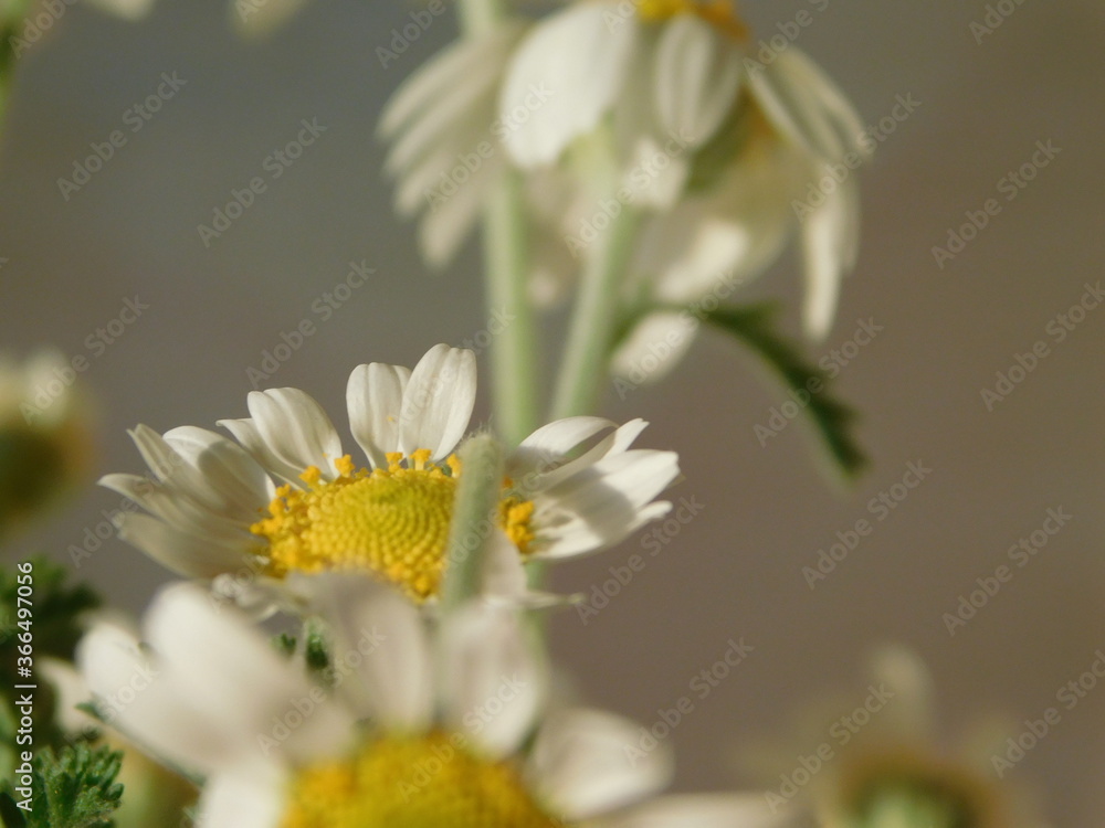 Obraz premium white daisy flower