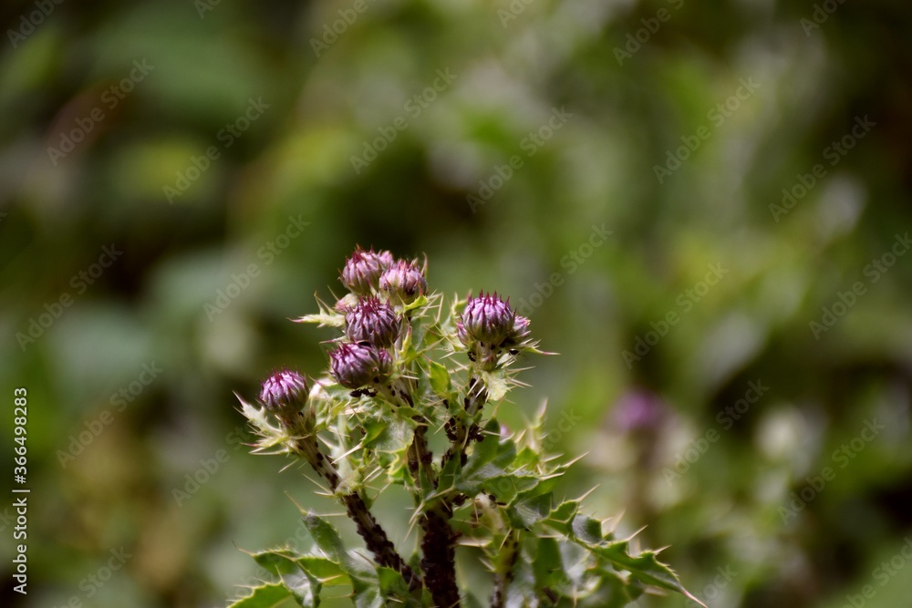 Thistle (Carduus) with concentrated and rounded flowers of a deep purple pink color. Thistle (Carduus) with concentrated and rounded flowers of a deep purple pink color.