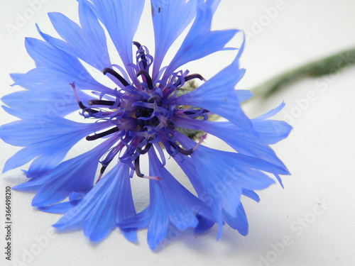 blue flower on white background © Анастасия Леонова
