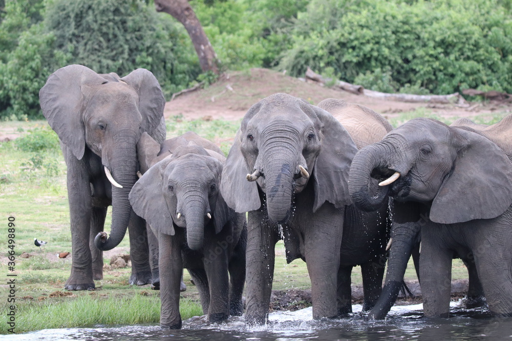 African Elephants playing by the Chobe River in Botswana