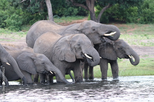 African Elephants playing by the Chobe River in Botswana